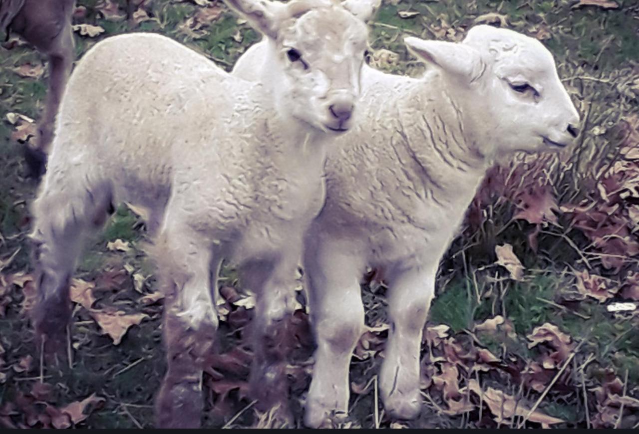 Ecogite Rural La Cle Des Champs Peyrelongue-Abos Eksteriør bilde